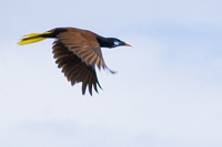 Psarocolius montezuma